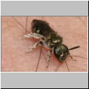 Lasioglossum morio - Furchenbiene 05 6mm.jpg